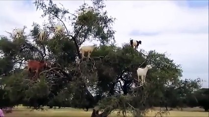 Chèvres arbre de tempête