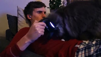 Cat aime boules de neige de jeu