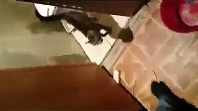 Яростный Кот защищает свой туалет