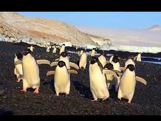 البطريق أديلى - Adelie Penguin