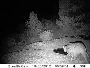 During the drought in Colorado, a kind woman in a remote area put a pan of water out for the birds. Check out who else appreciated a drink!