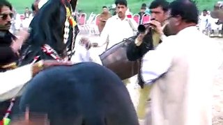 Horse Dancing Maila Sakrila Sarai Alamgir