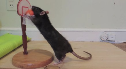 Rat Tricks