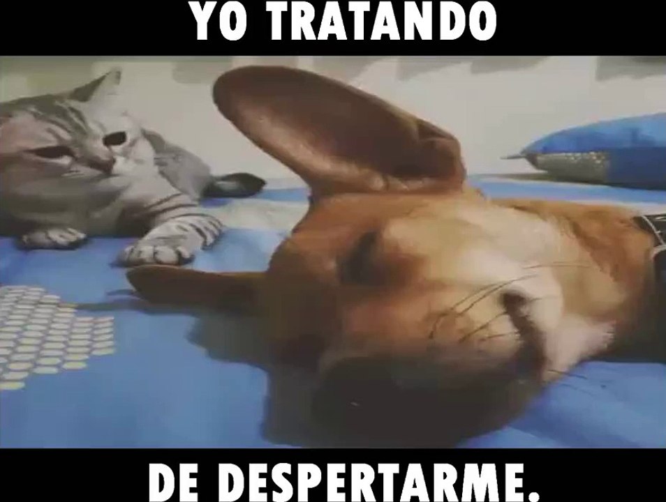 Yo tratando de despertarme