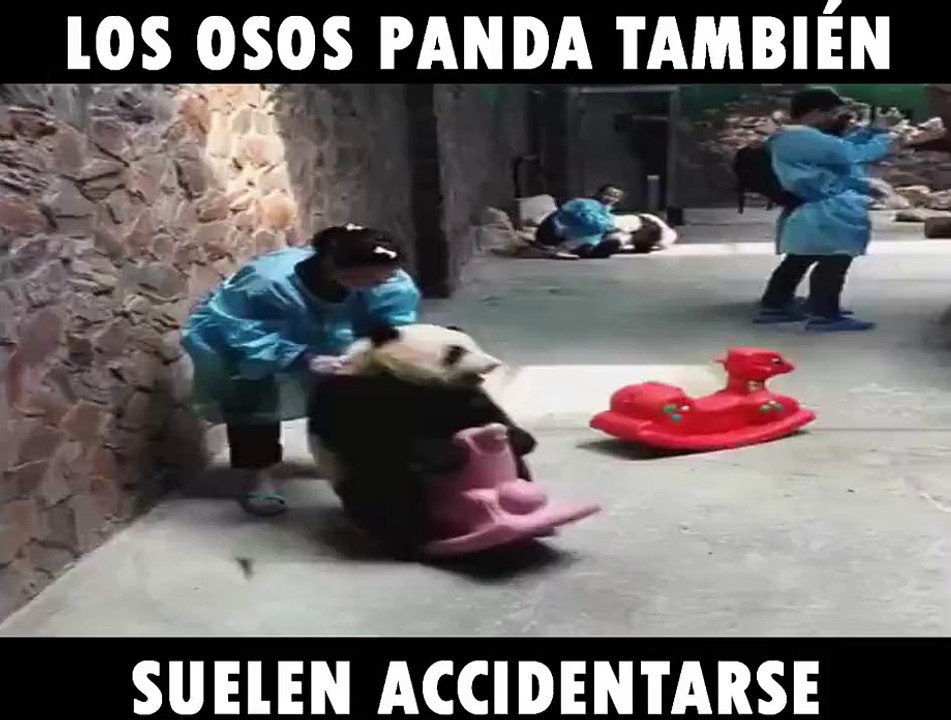 Los osos panda también suelen accidentarse