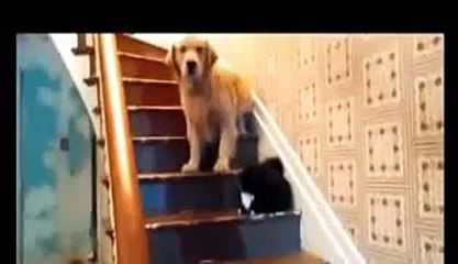 vidéos drôles de chat font rire