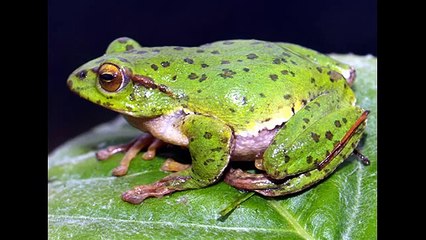 Chú Ếch Con | Nhạc Thiếu Nhi cho bé dễ thương sôi động 2015