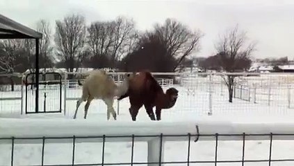 Goodyear Tyres: Slipping