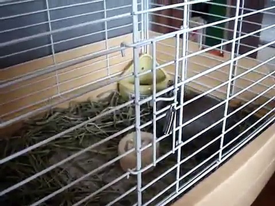 はねトび♪