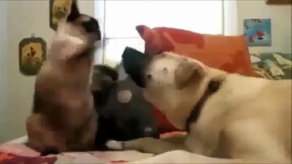 Dog vs Cate Funny Cats and Dogs videos compilation 2015 -