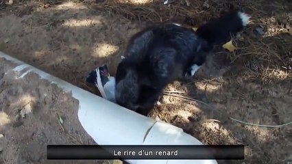 Лиса откровенно ржет