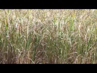 Rice field people crop Dhaan