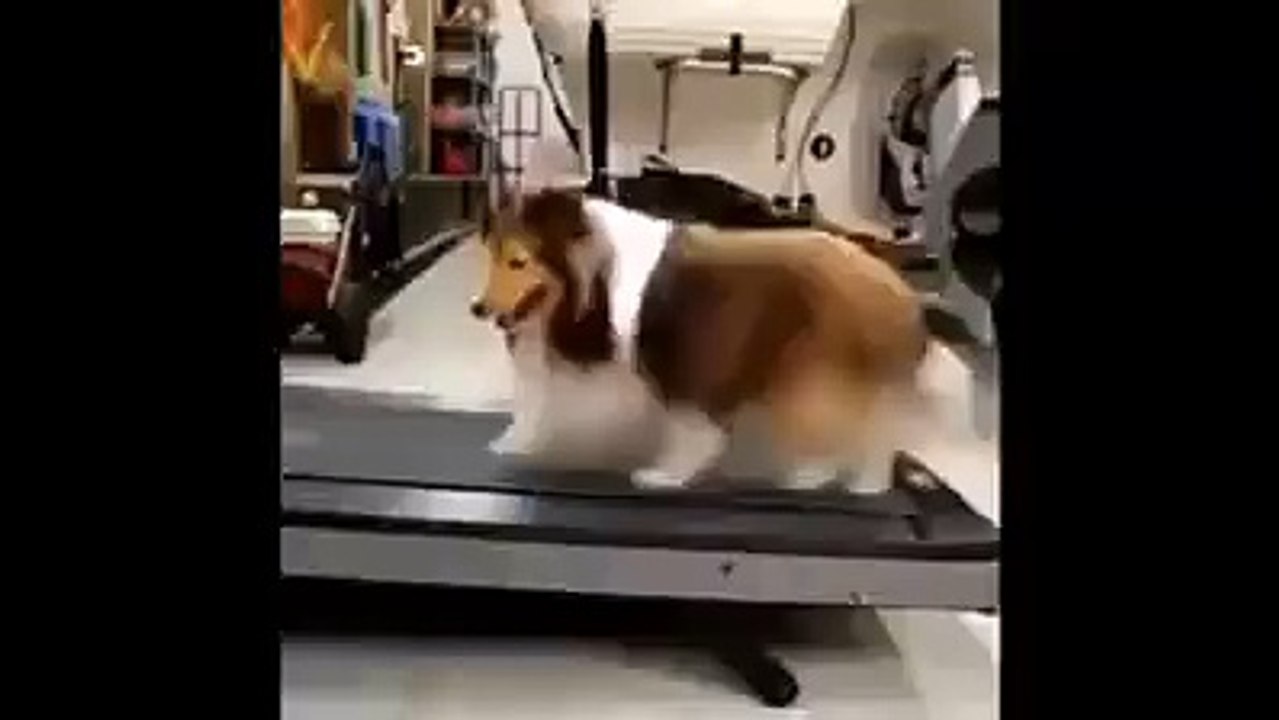 Exercise by Dog