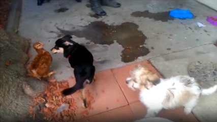 Tavuk Yavru Köpekleri Kovaladı