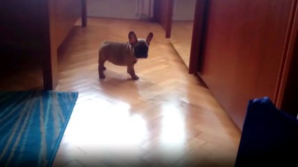 Aynada Kendini İlk Kez Gören Pug Yavrusu