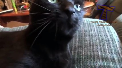 Funny cats showing tongues - Cute cat compilation