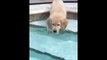 Ce pauvre chien n'a pas vu la marche dans la piscine... Tete dans l'eau!!!