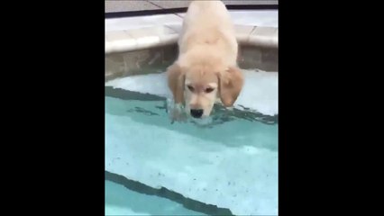 Ce pauvre chien n'a pas vu la marche dans la piscine... Tete dans l'eau!!!