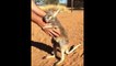 Ce bébé kangourou abandonné à besoin d'un gros calin!