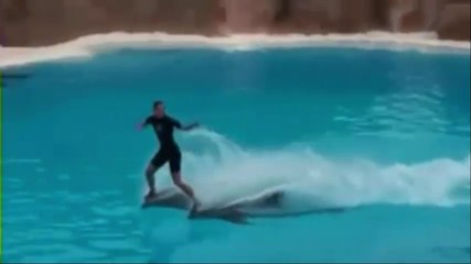 wao hilarious circus  performed by sea animal dolphin it s amazing must watch