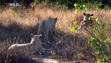 Animal Planet 2015 - Discovery Channel - Wildlife Animals - Lion Documentary