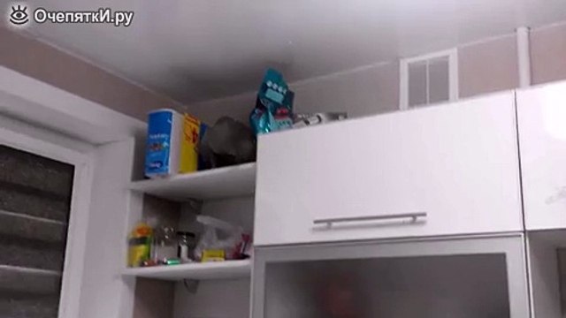 Кошачий промысел в действии