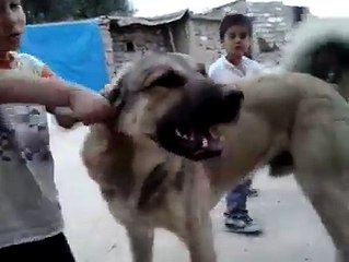 its minde bloing love dod and boy