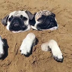 This year's crop looks ready for harvest.