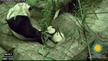 Un bébé Panda fait ses premiers pas au Zoo...