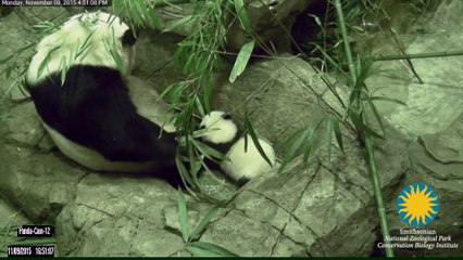 Bei Bei The Baby Panda Just Took His First Waddly Steps
