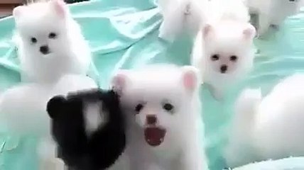 Must Watch This Very Funny Video And Prank Calls Part (4) - Video Dailymotion