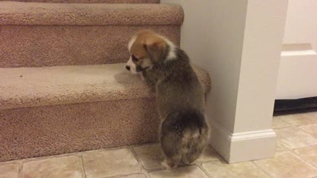Corgi Puppy Adorably Struggles To Climb Staircase