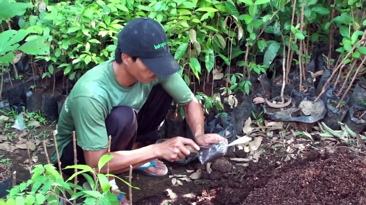Cara Memperbanyak Tanaman PENCANGKOKAN