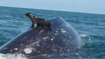 Seal Catches A Ride On The Back Of A Whale!
