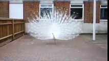 beautiful white peacock