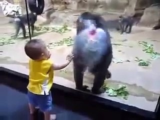 Baby Enjoying to See Gorilla Butt
