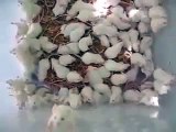 SERIOUS baby mouse infestation found in box of oats