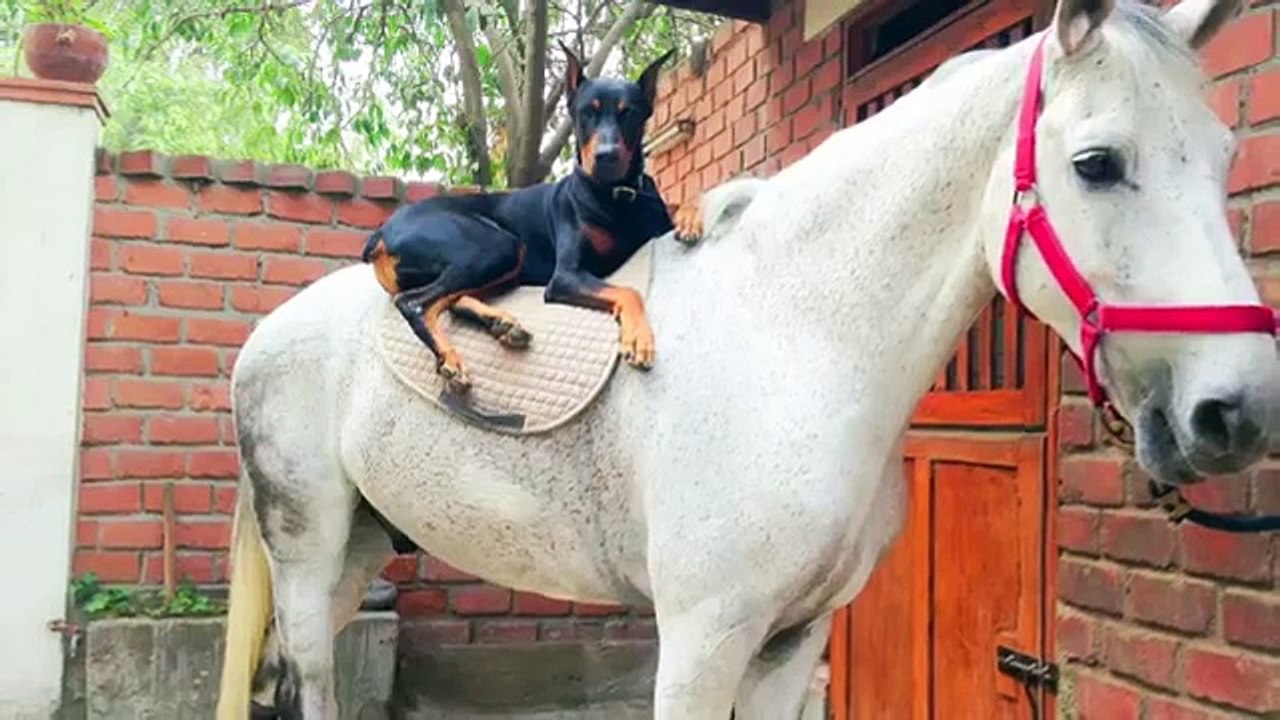 Ce que fait ce doberman avec ces chevaux est impressionnant   doberman and horse