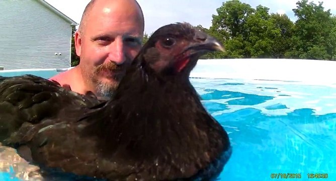 Les poules savent-elles nager ?