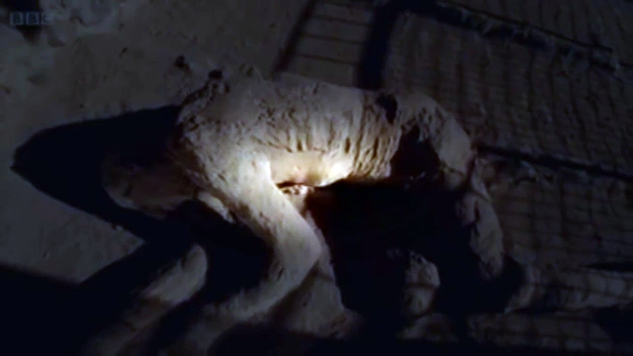 Pompeii: The Mystery of the People Frozen in Time - Documentary