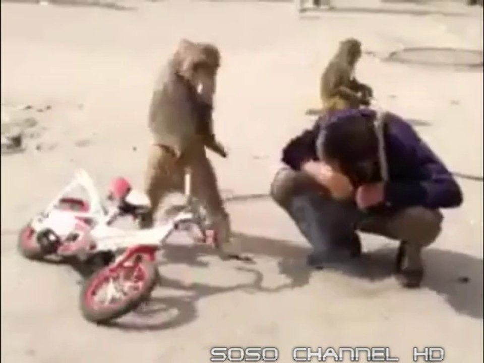 Monkey Steals Man Cigaret