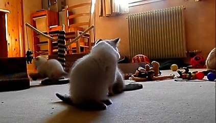 Les chatons ont 7 semaines