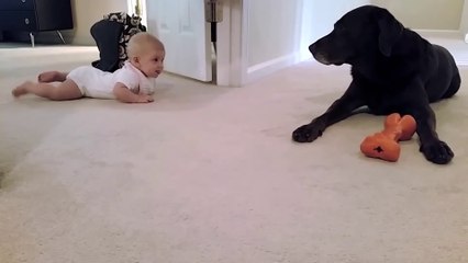 Baby’s First Crawl Has Cutest Ending Ever