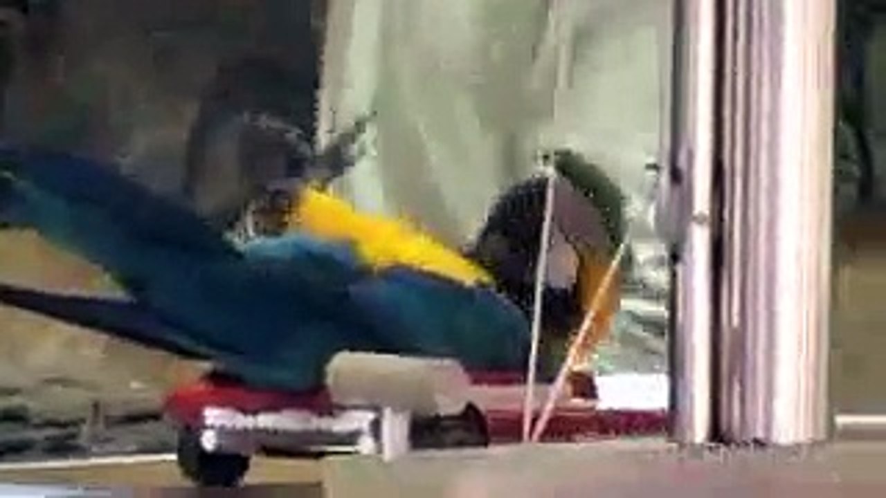 parrot doing tricks