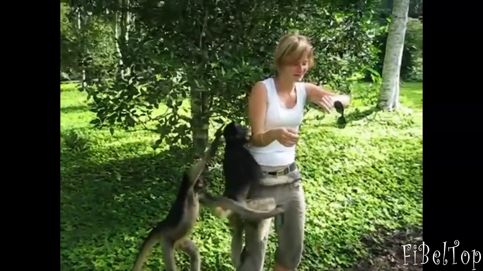 Смешные африканские животные