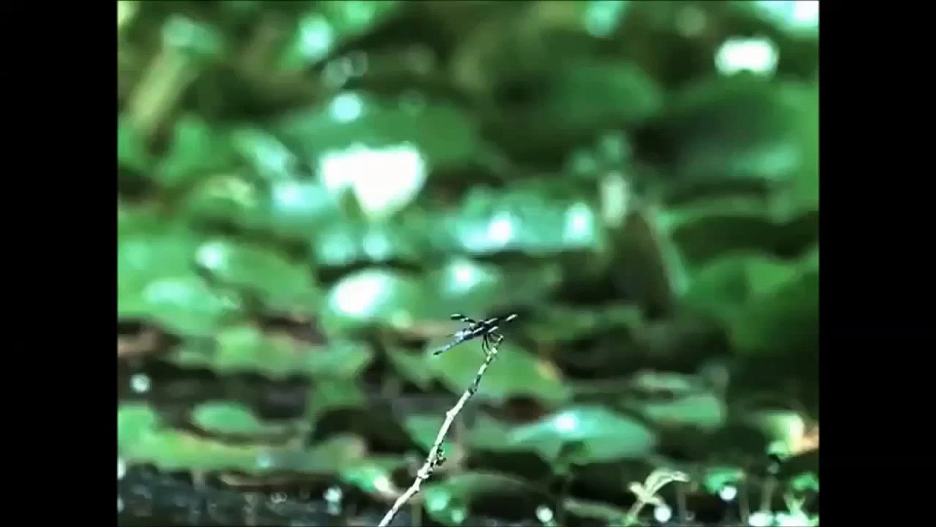 Смешные животные