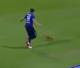 Anwar Hits a six and makes the cat Go wild