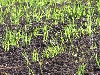 Selo moje, 15. novembar 2015. (RTV Bor)