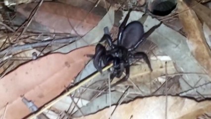 Ce gars avait une grosse araignée dans son jardin ! Effrayant !