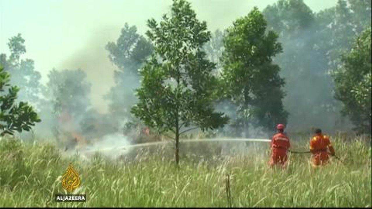 Congo rainforests face growing threat from palm oil plantations